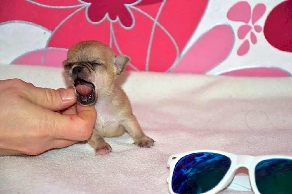 Chihuahua mini