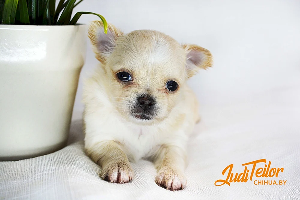 Chihuahua glatthaarig