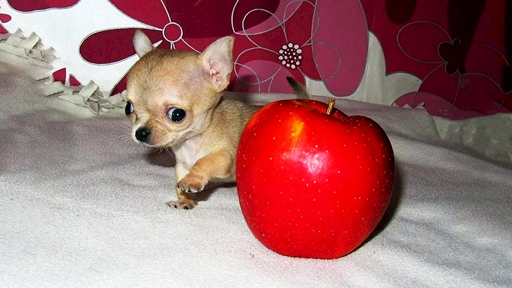 Chihuahua