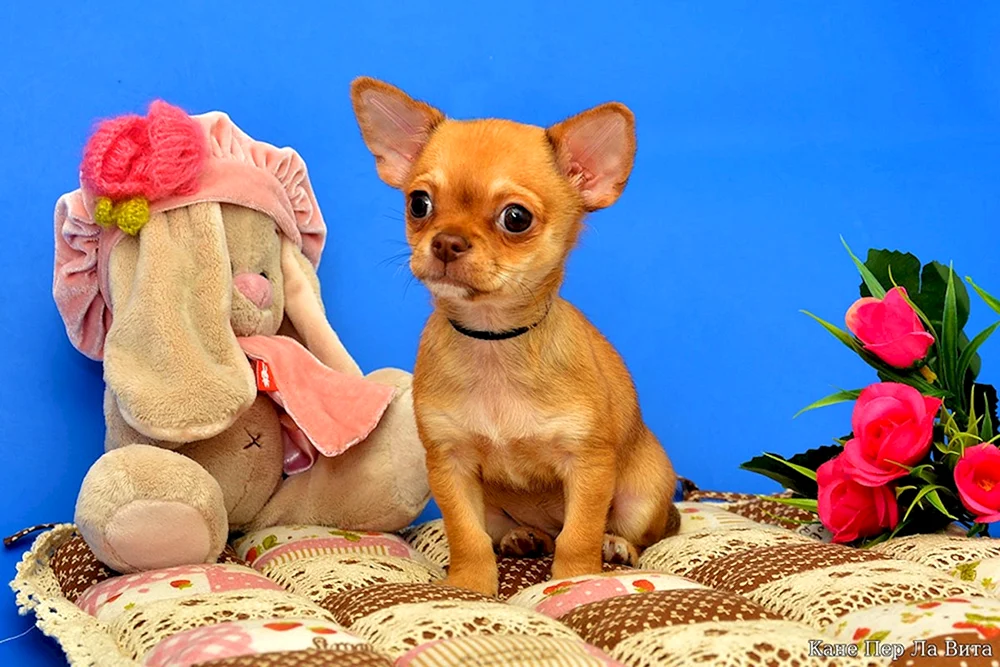 Chihuahua Standard langhaarig