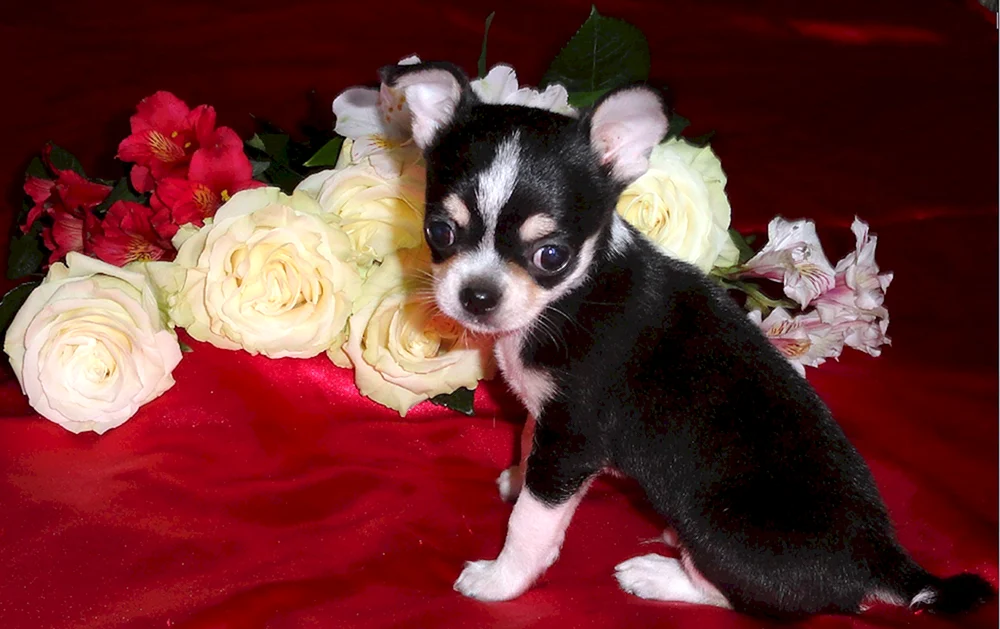 Toy Terrier kurzhaarig
