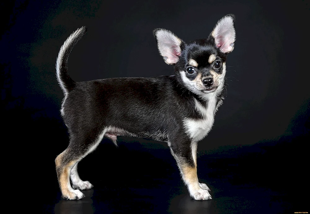 Chihuahua schwarz glatthaarig