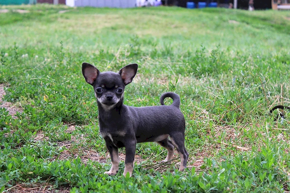 Chihuahua schwarz langhaarig