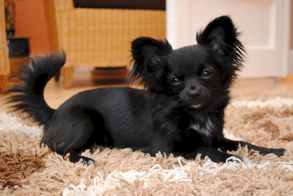 Chihuahua schwarz langhaarig