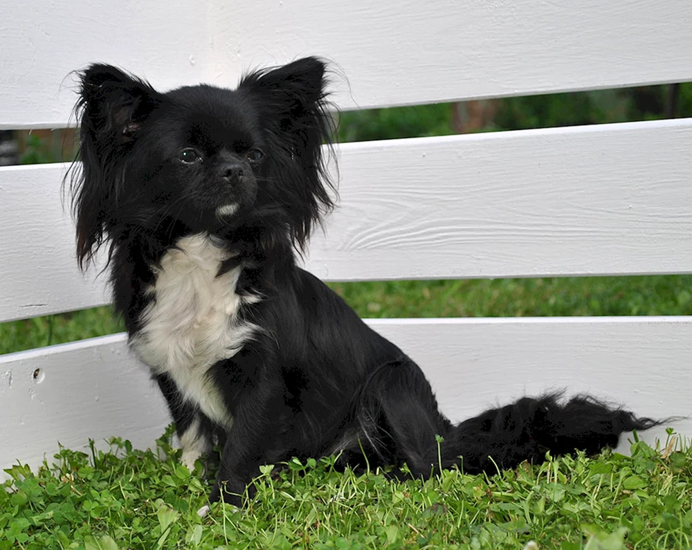 Chihuahua Hunde schwarz