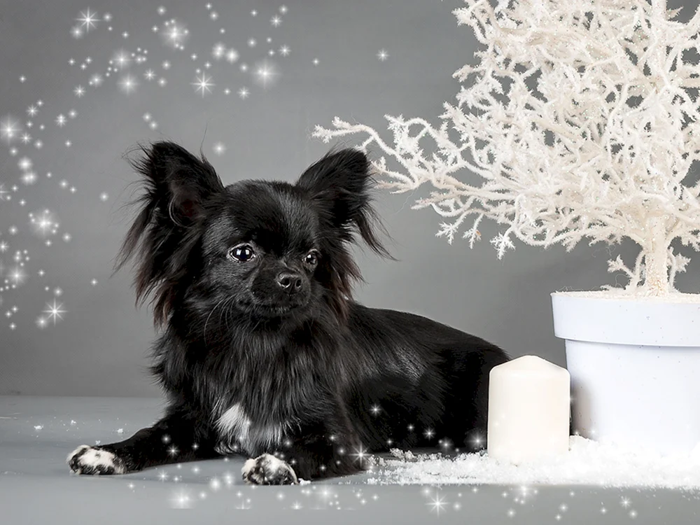 Chihuahua schwarz