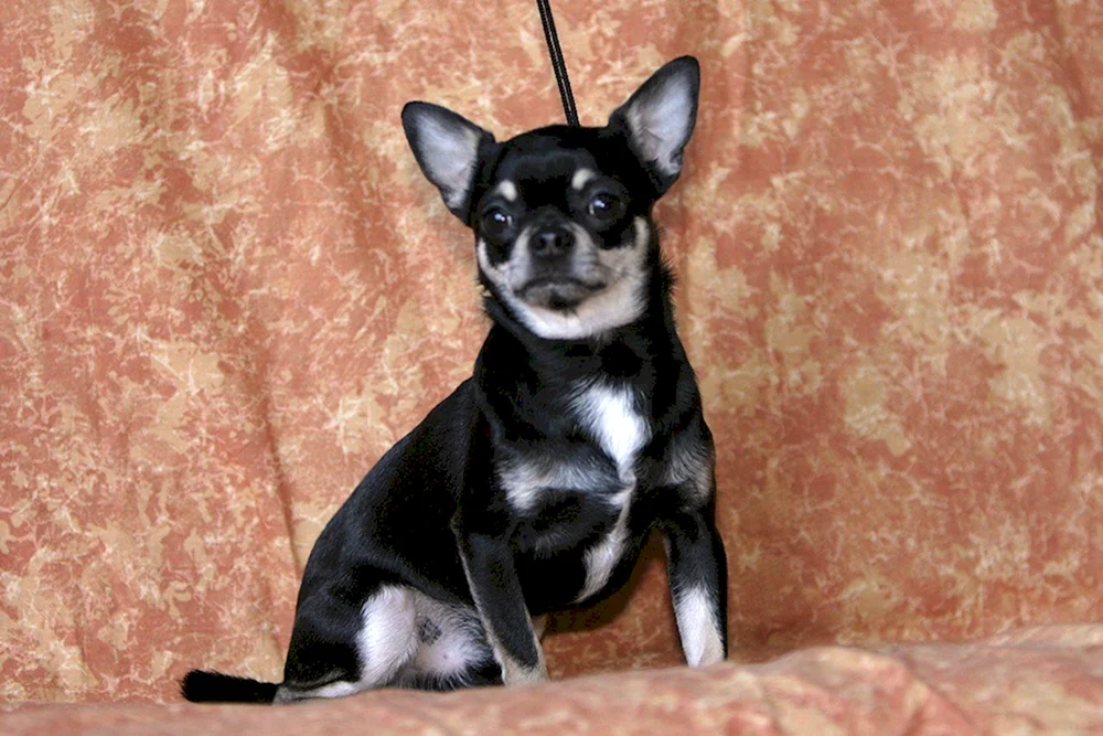 Chihuahua kurzhaarig