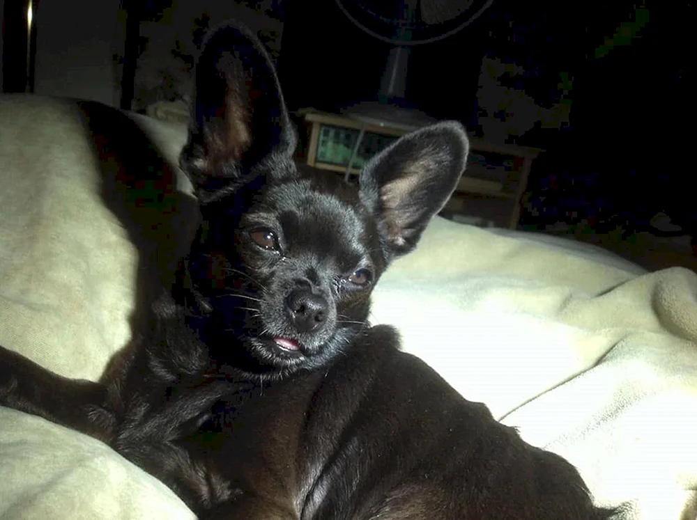 Chihuahua schwarz glatthaarig