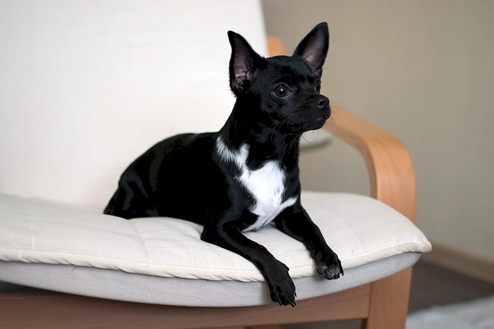 Chihuahua Köttchen schwarz