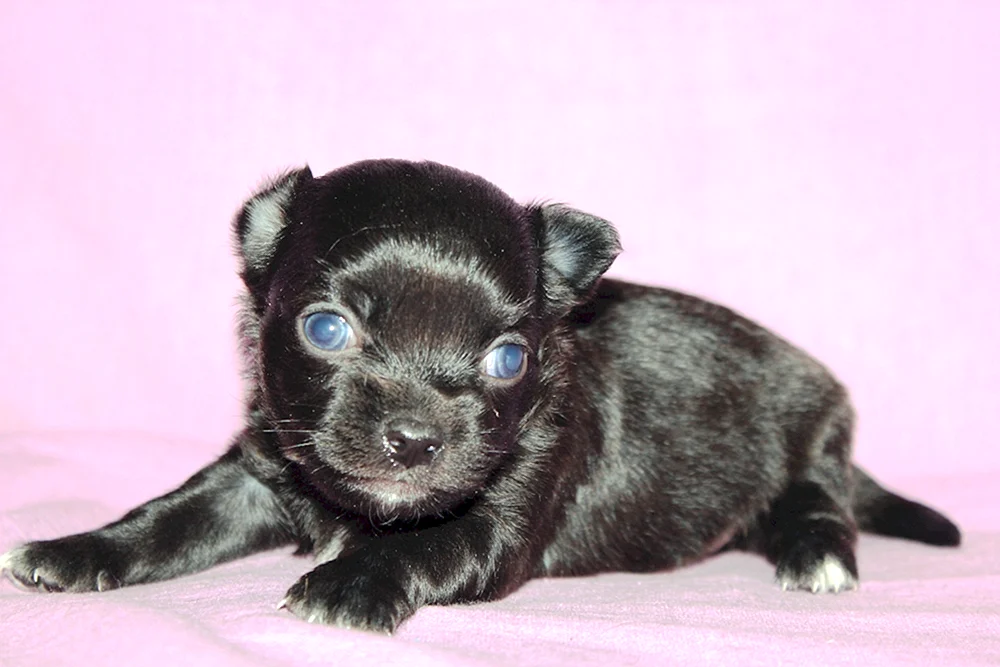 Chihuahua Minis