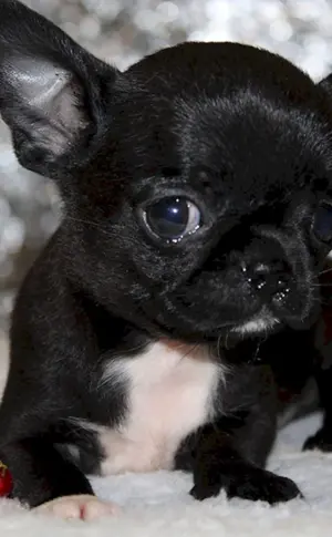 Chihuahua schwarz glatthaarig