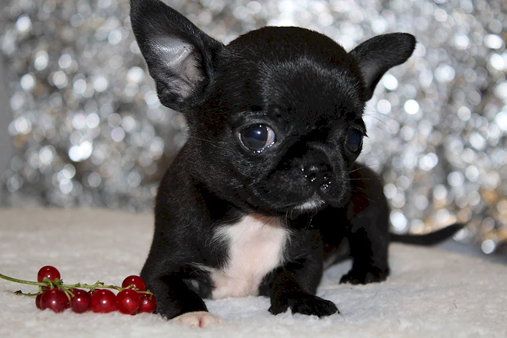 Chihuahua schwarz glatthaarig