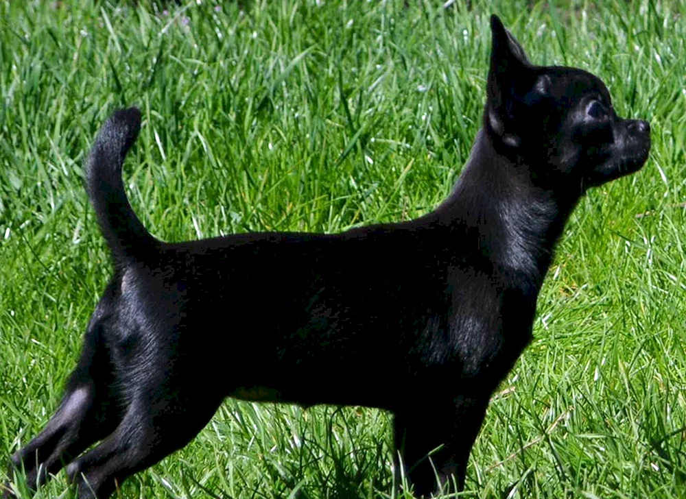 Chihuahua schwarz glatthaarig