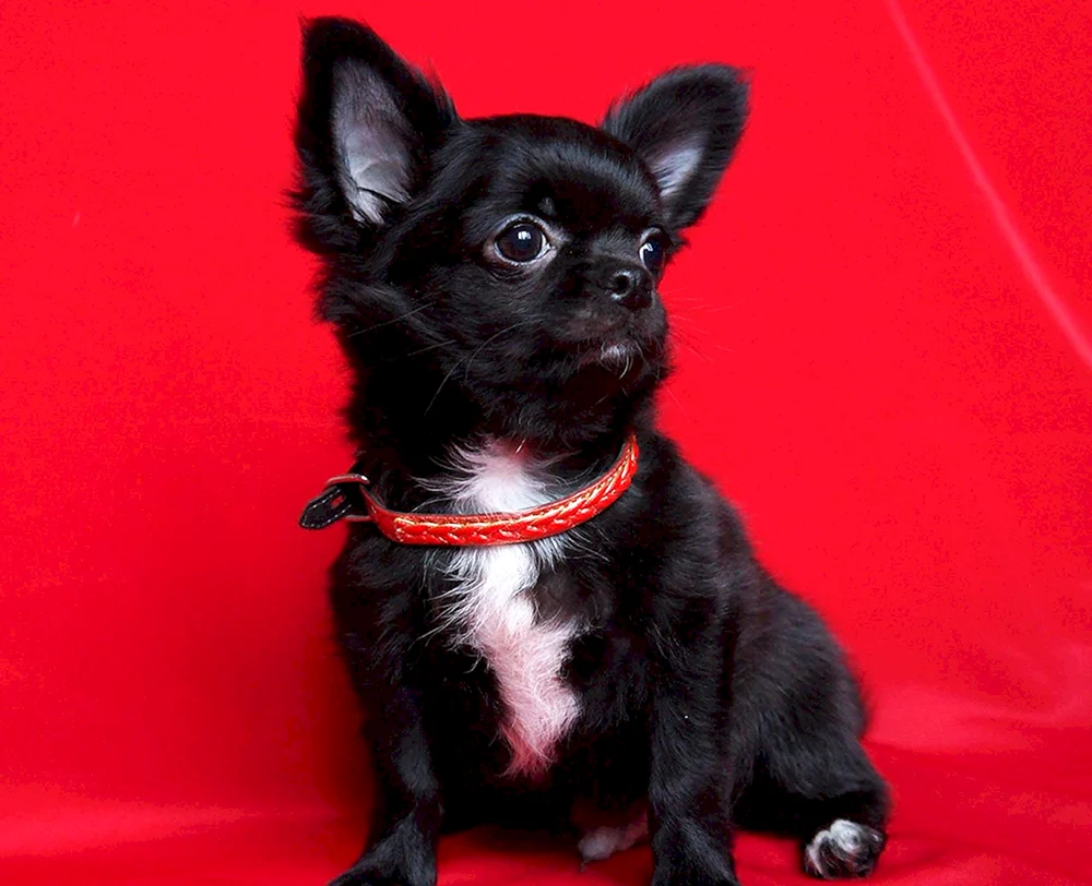Chihuahua schwarz glatthaarig