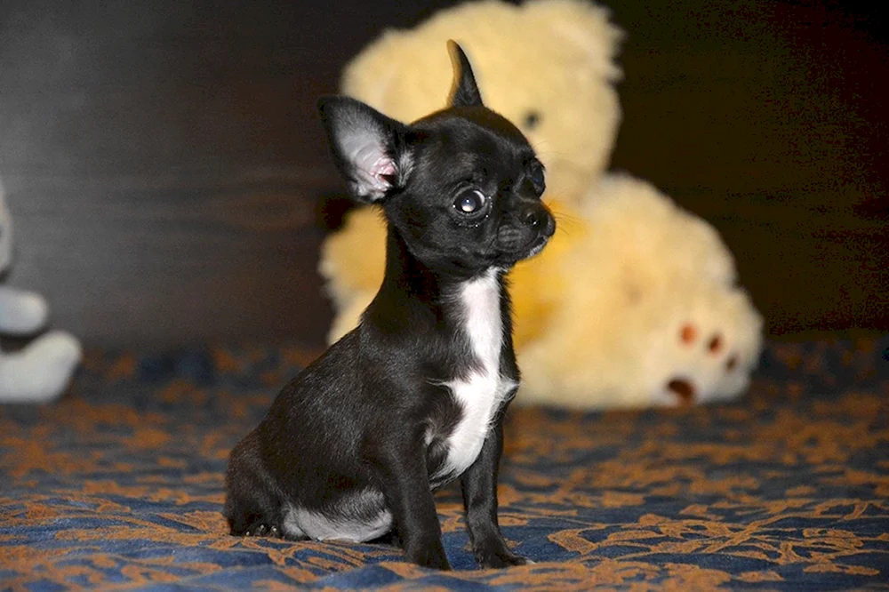 Chihuahua schwarz glatthaarig