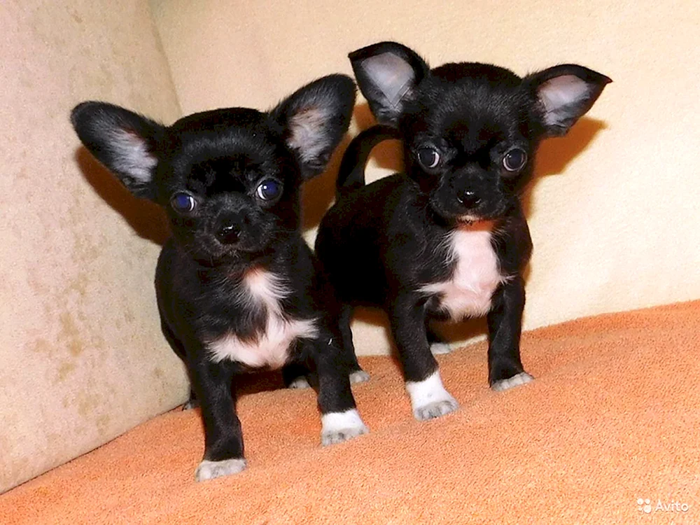 Chihuahua schwarz glatthaarig