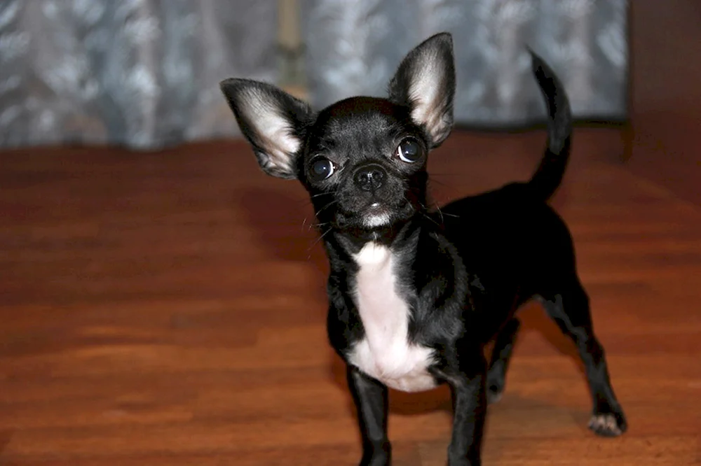 Chihuahua schwarz glatthaarig langhaarig