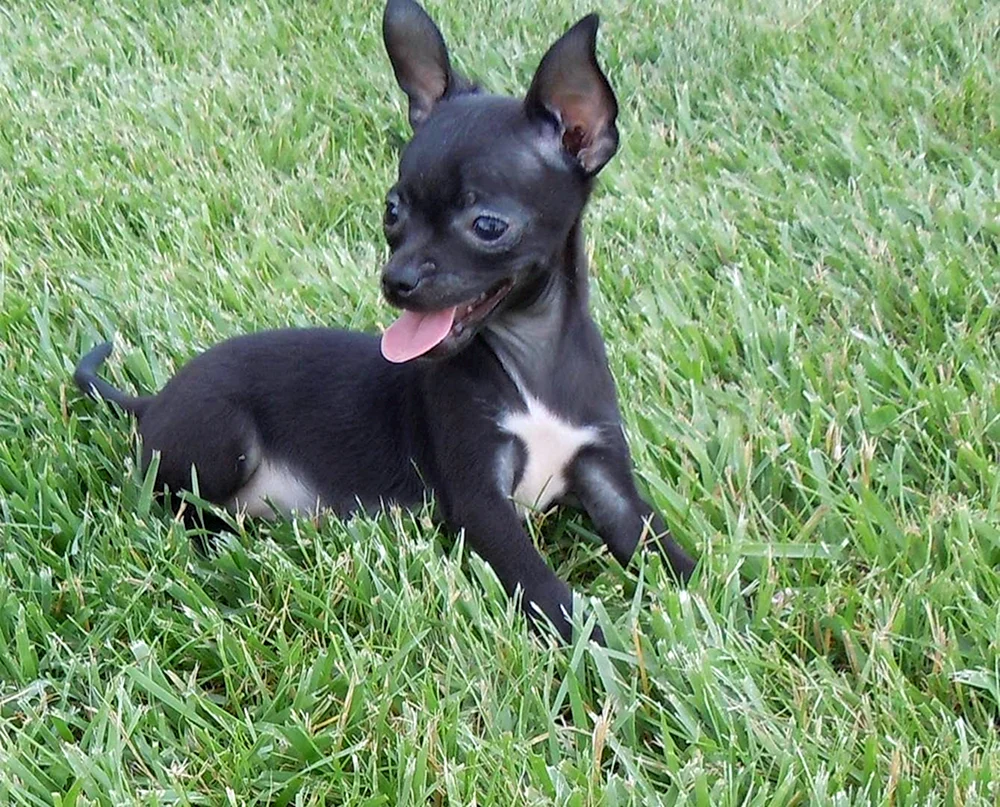 Chihuahua mini schwarz