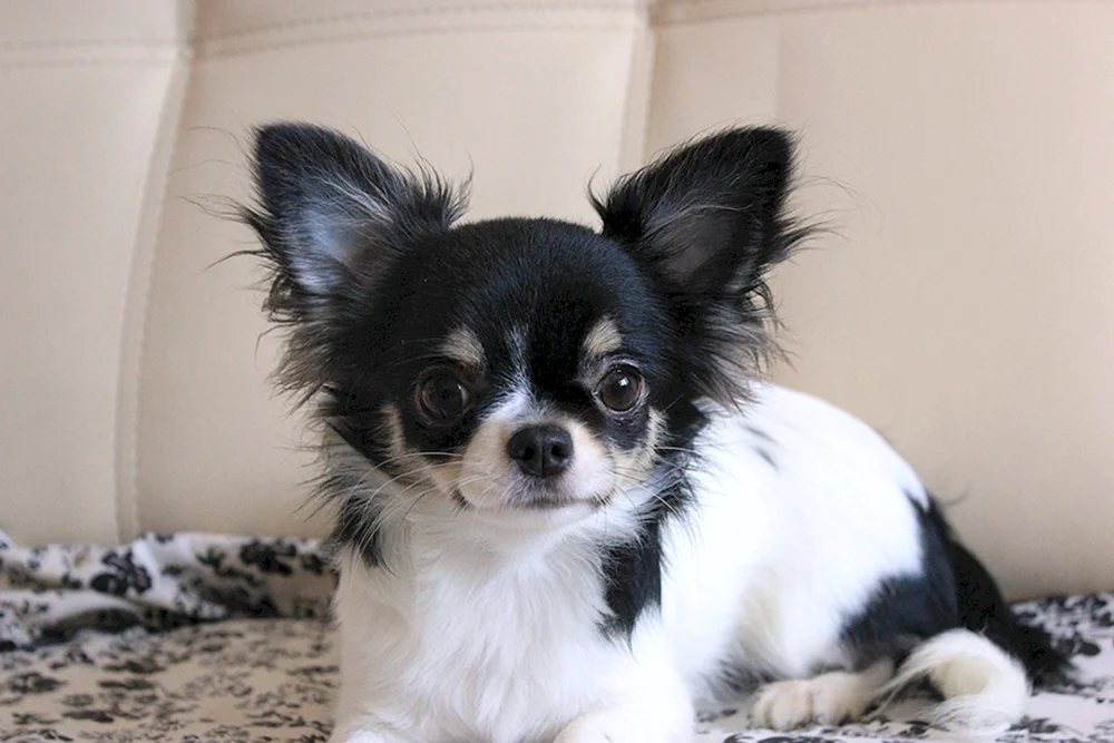 Chihuahua Hunde schwarz