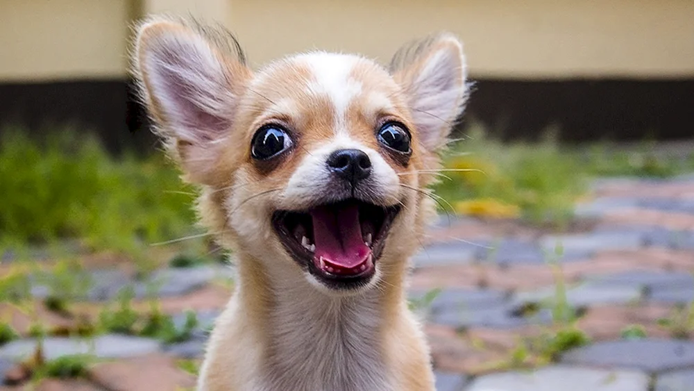 Chihuahua Chivava