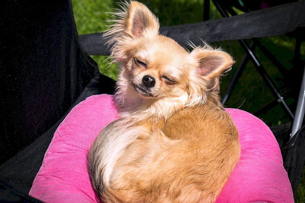 Chihuahua schwarz langhaarig
