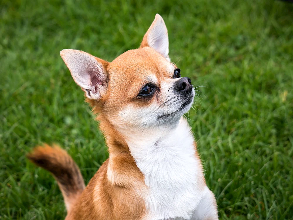 Pomeranian Spitz Chelsea