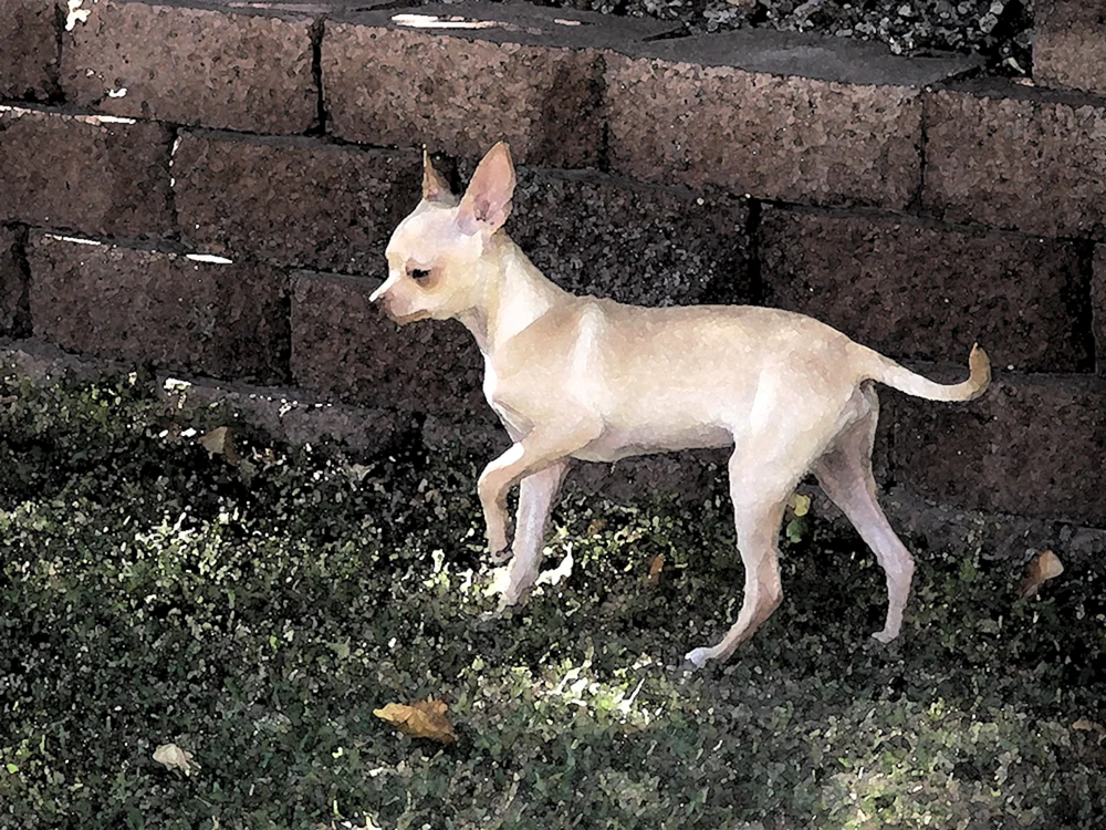 Chihuahua Hirsch