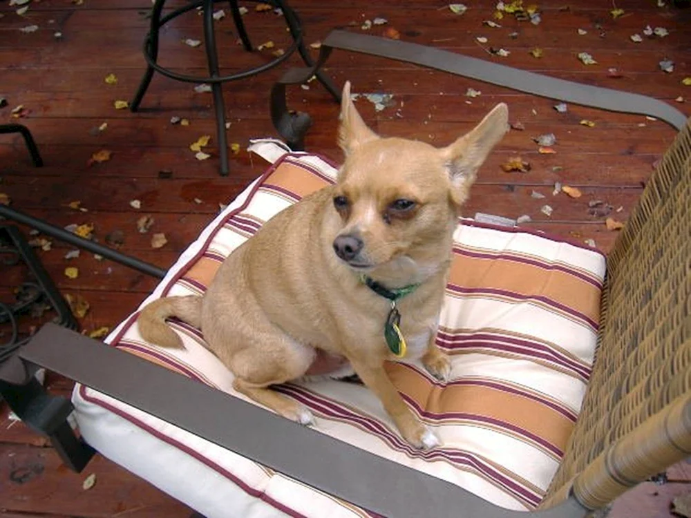 Chihuahua Deer langhaarig