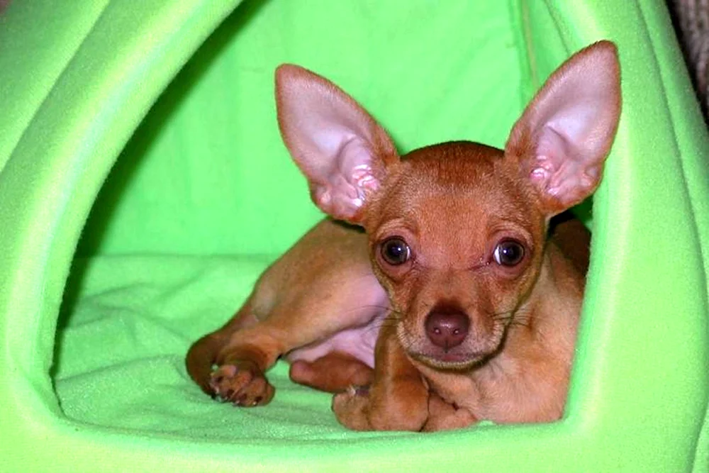 Chihuahua Deer