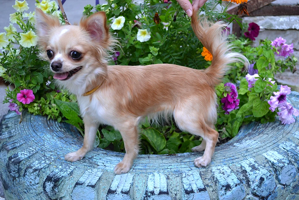 Chihuahua Deer langhaarig