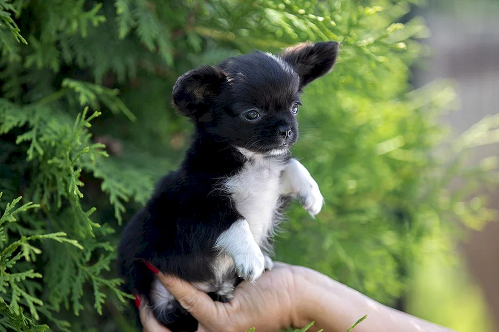 Chihuahua Thai Kobbies