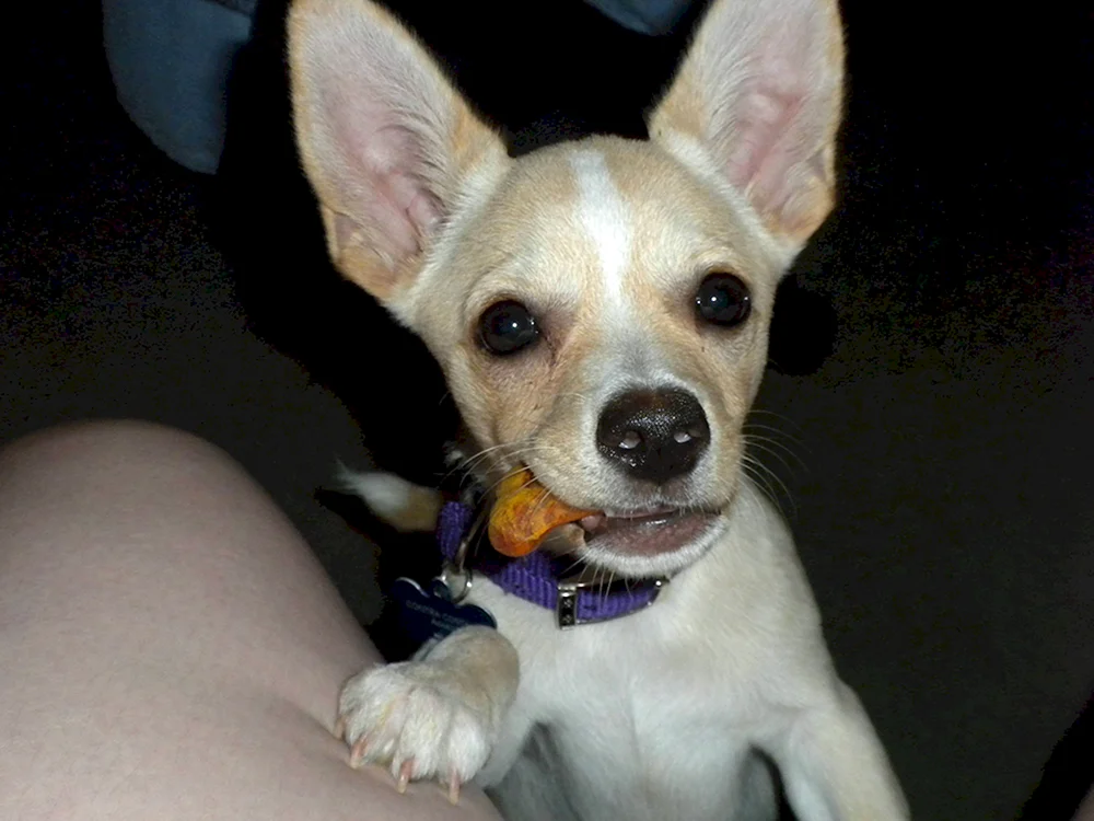 Chihuahua Hirsch glatt-haarig