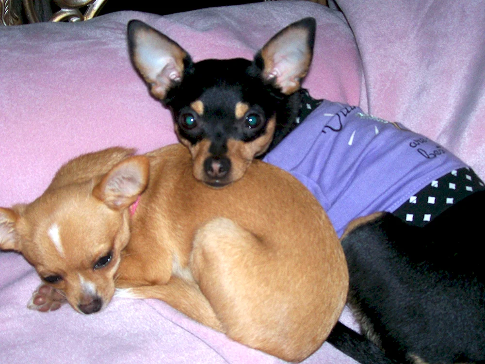 Chihuahua Cobbies