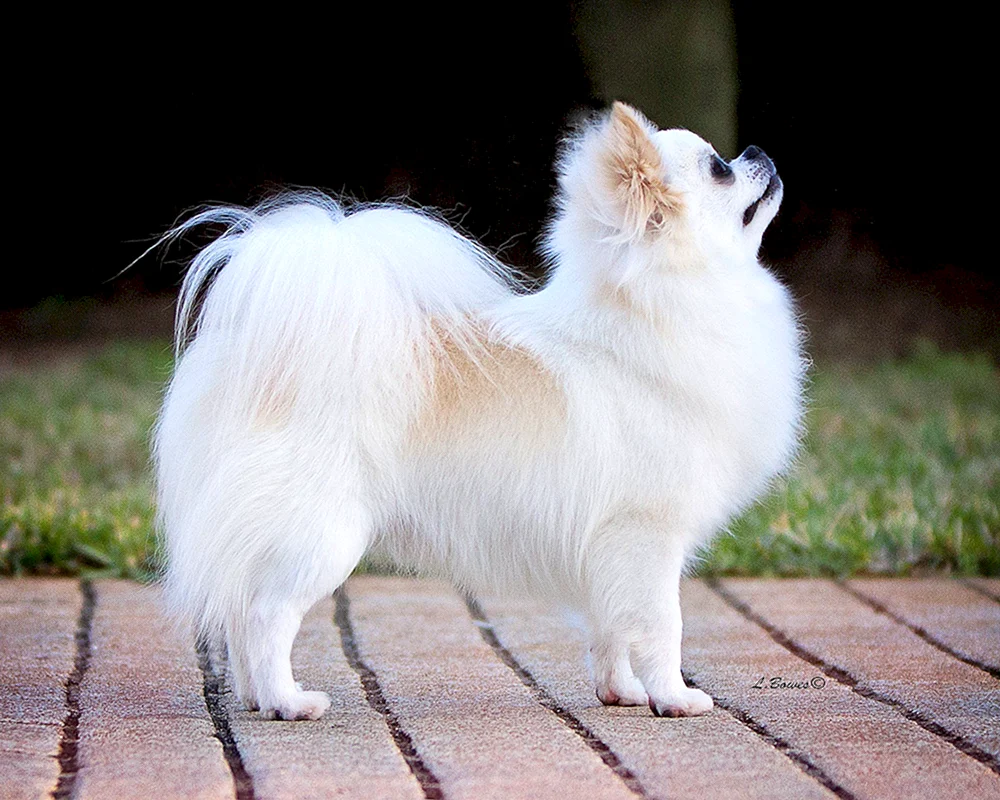 Chihuahua Langhaar