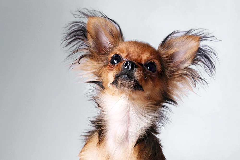 Chihuahua langhaarig