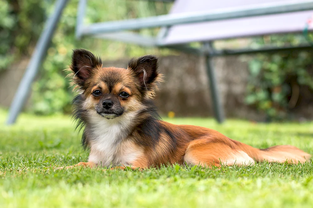 Chihuahua langhaarig