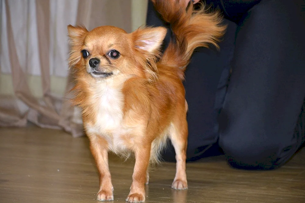 Chihuahua langhaarig