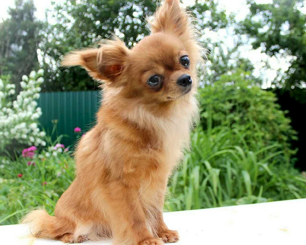 Chihuahua zobel