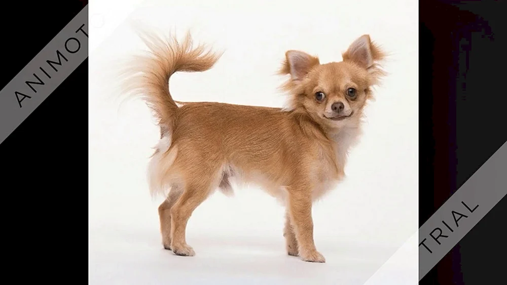 Chihuahua langhaarig