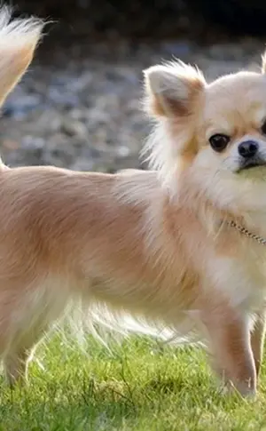 Chihuahua Langhaar