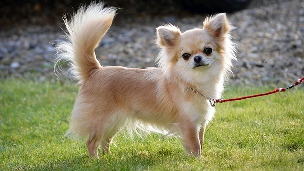 Chihuahua Langhaar