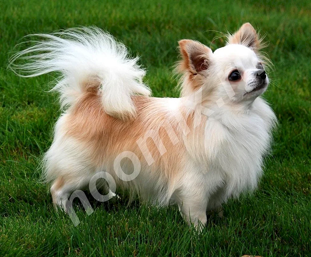 Chihuahua langhaarig Cobi