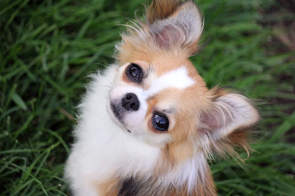 Chihuahua Langhaar Cobie