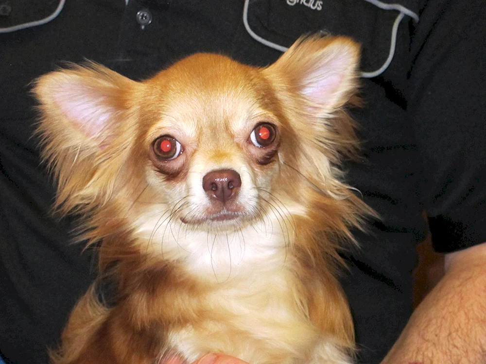 Chihuahua langhaarig Cobie