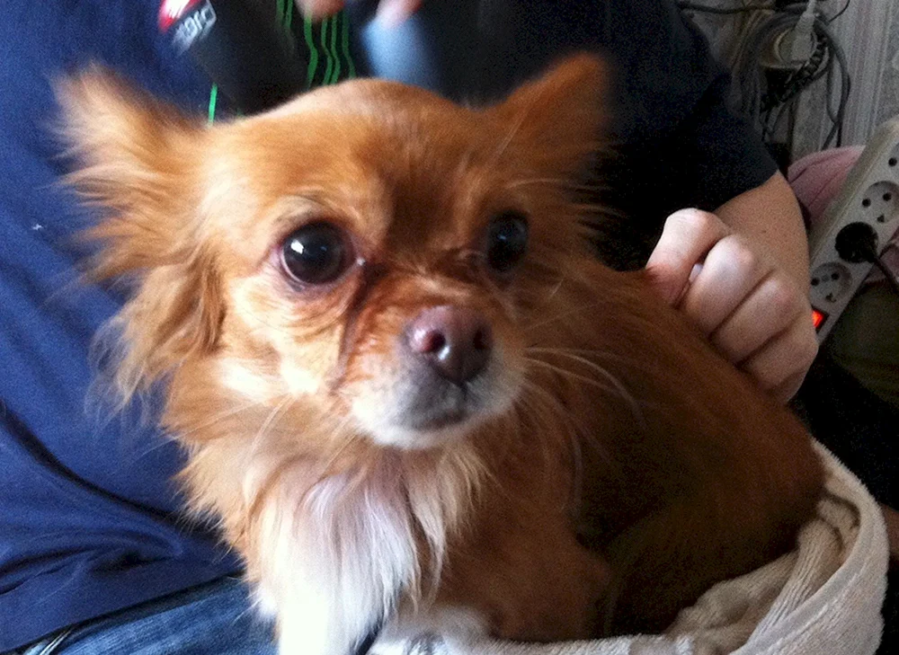 Chihuahua langhaarig Cobi