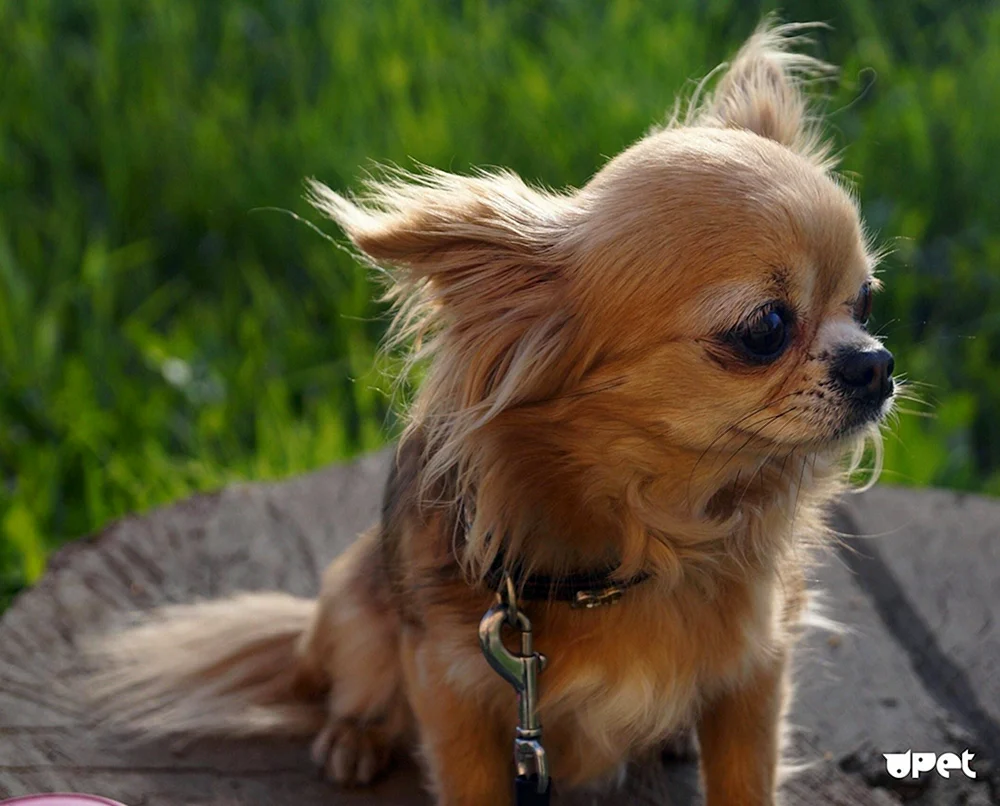 Chihuahua Merle langhaarig
