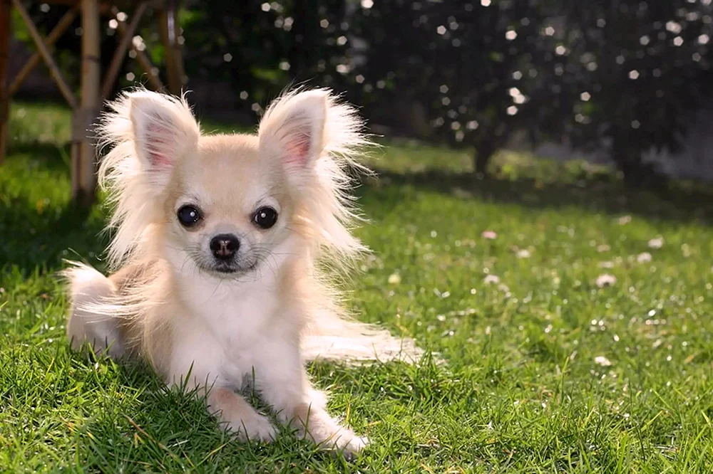 Chihuahua Langhaar maxi