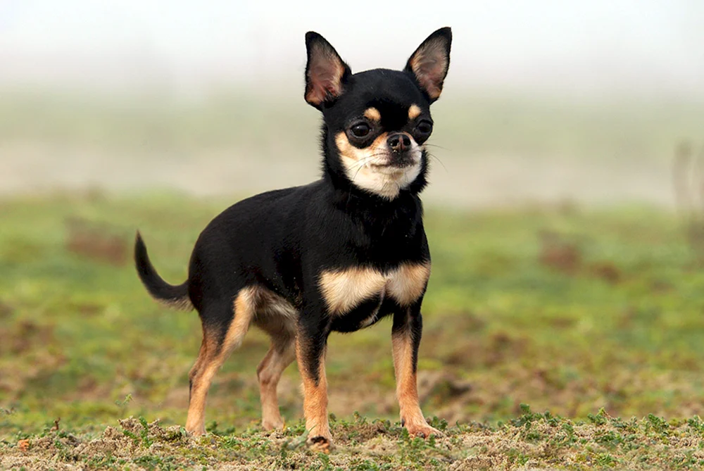 Mexikanischer Chihuahua glatt-haarig