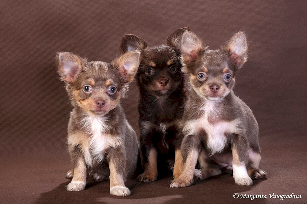 Chihuahua cobbies chocolate