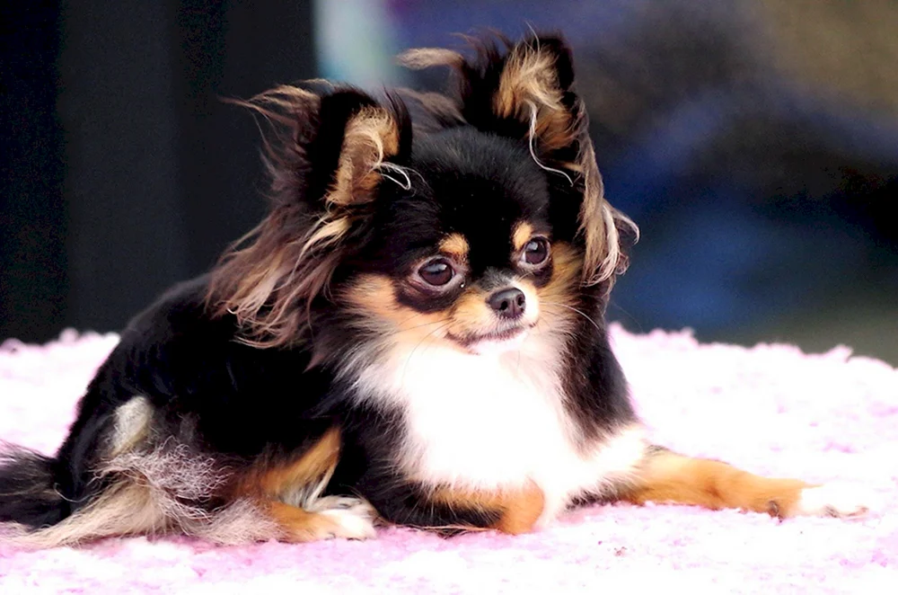 Chihuahua Merle langhaarig